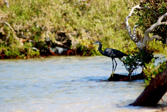 Mangroove trees at Wadi El Gemal. Photo courtesy of Rowan Al Shimi