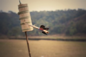 Photo by Seema Krishnakumar.