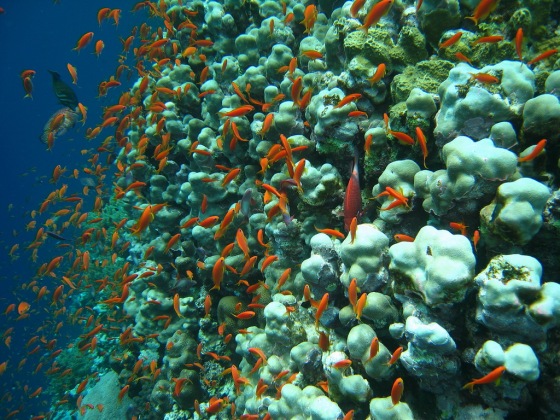 Marsa Alam under sea. Photo by Bruno Delzant.